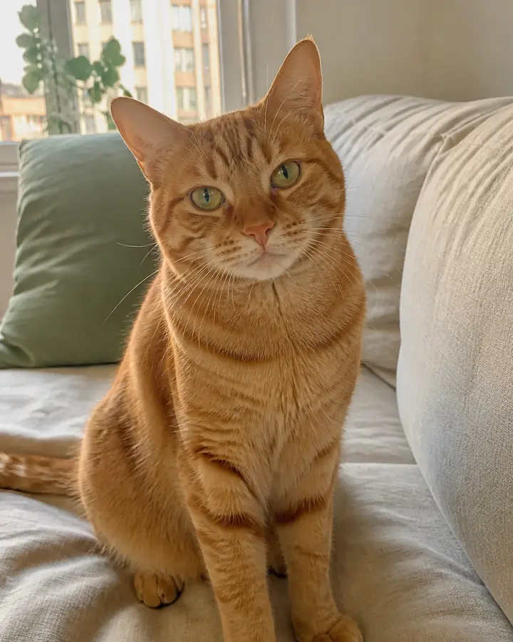 橘猫芝麻坐在沙发上